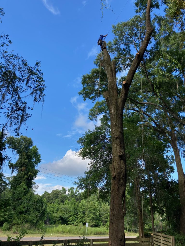 TREE CUTTING, SERVICE AND MAINTENANCE GAINESVILLE, FL