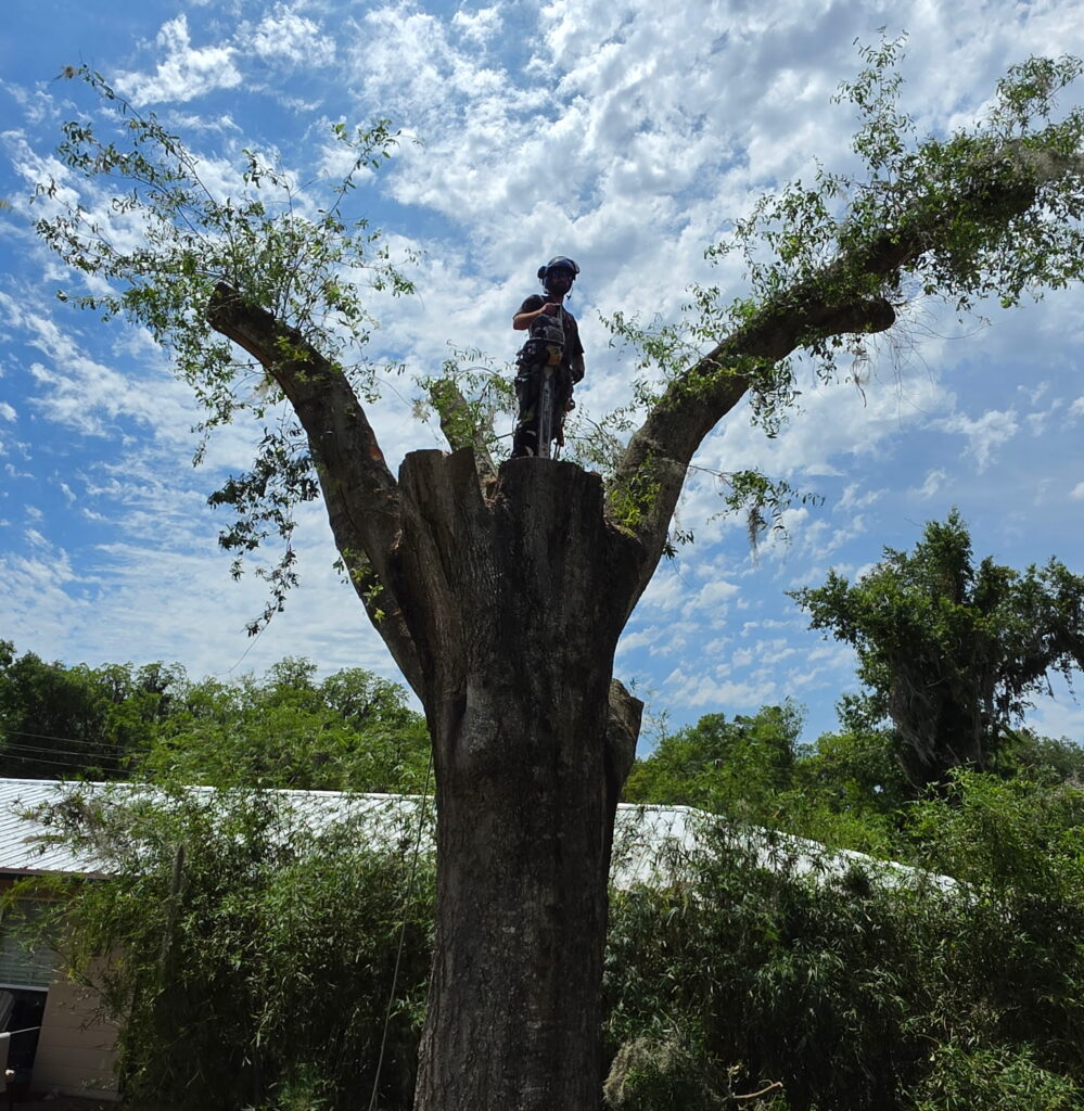 Man on a large, tall stump of a tree that has been partially cut with a house very close to the tree in the background