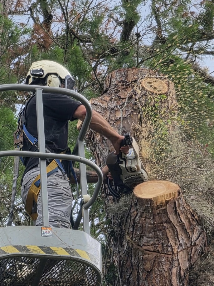 Man in a bucket lift with a chainsaw cutting a tall tree