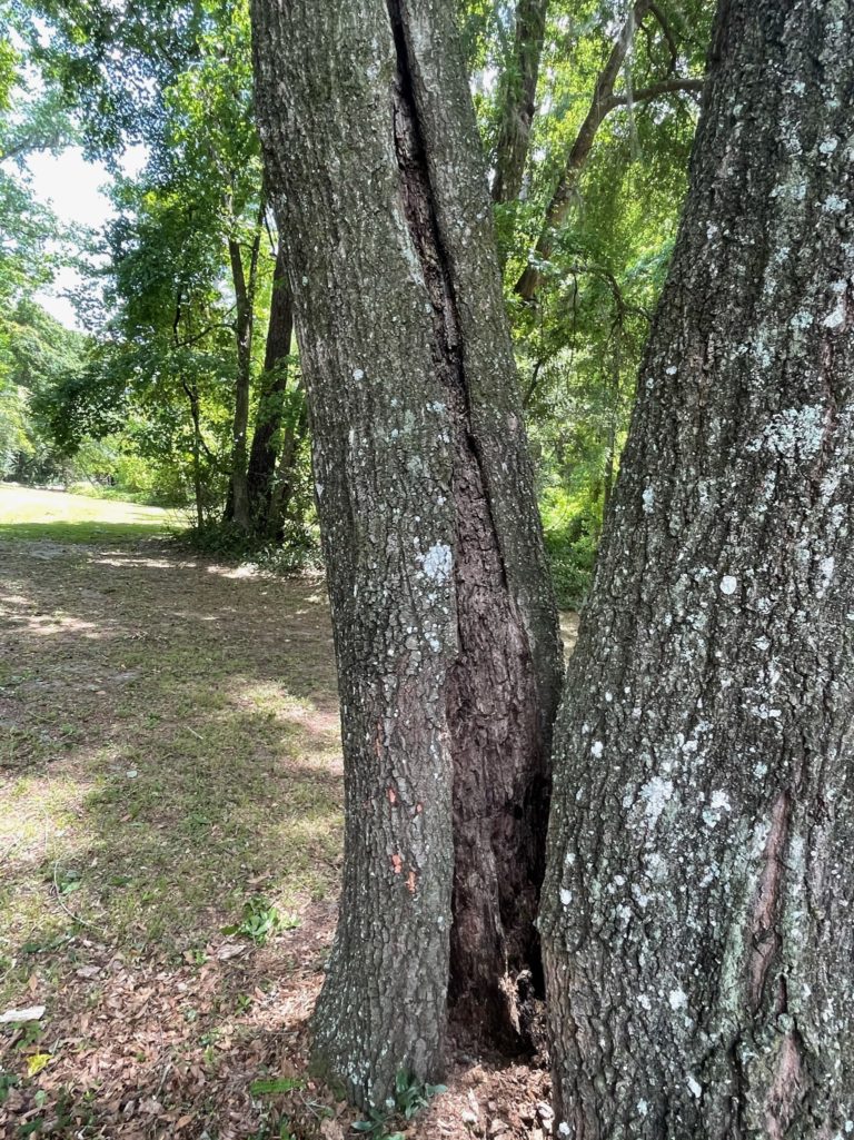 A large tree that has split in half low towards the bass.