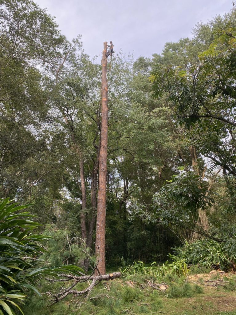 TREE SERVICE GAINESVILLE, FL ARBORIST