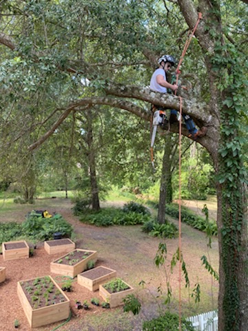 Professional Tree Removal Gainesville, FL 32608