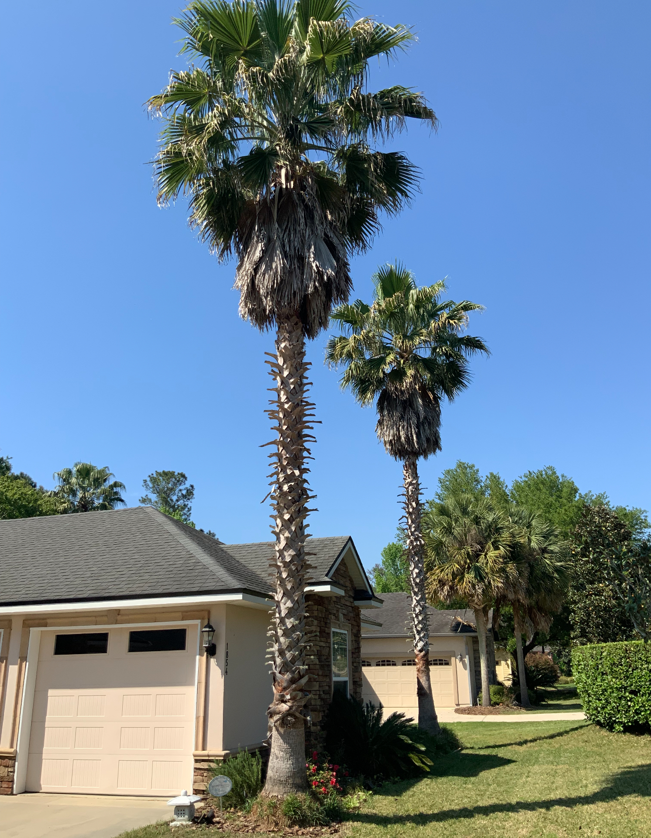 A house with two unmanicured palm trees on the side of the house.