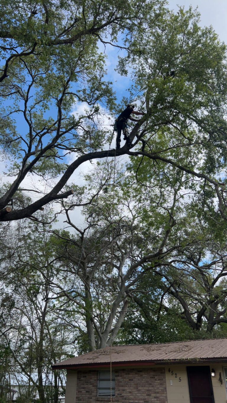 A man walking on a limb high above