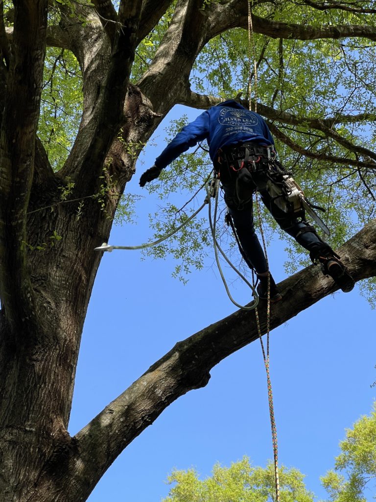 A close up image of a man tethered to a tree on a limb high off the ground.