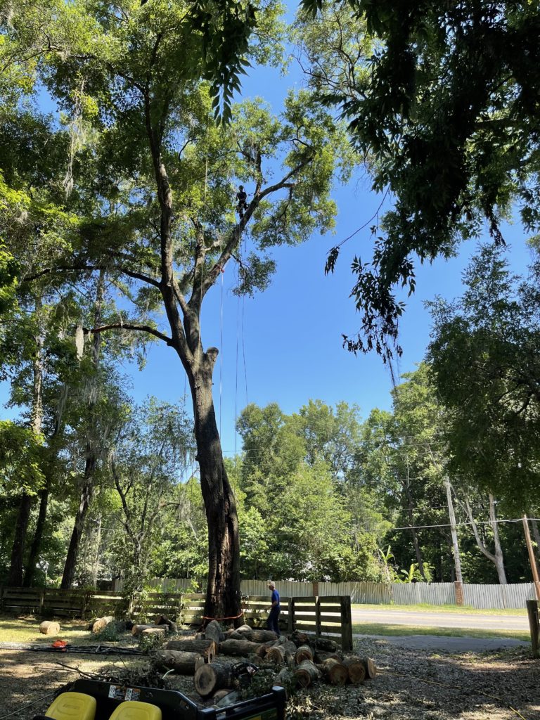 image of a very tall tree and a man standing on on of the limbs that is high off the ground