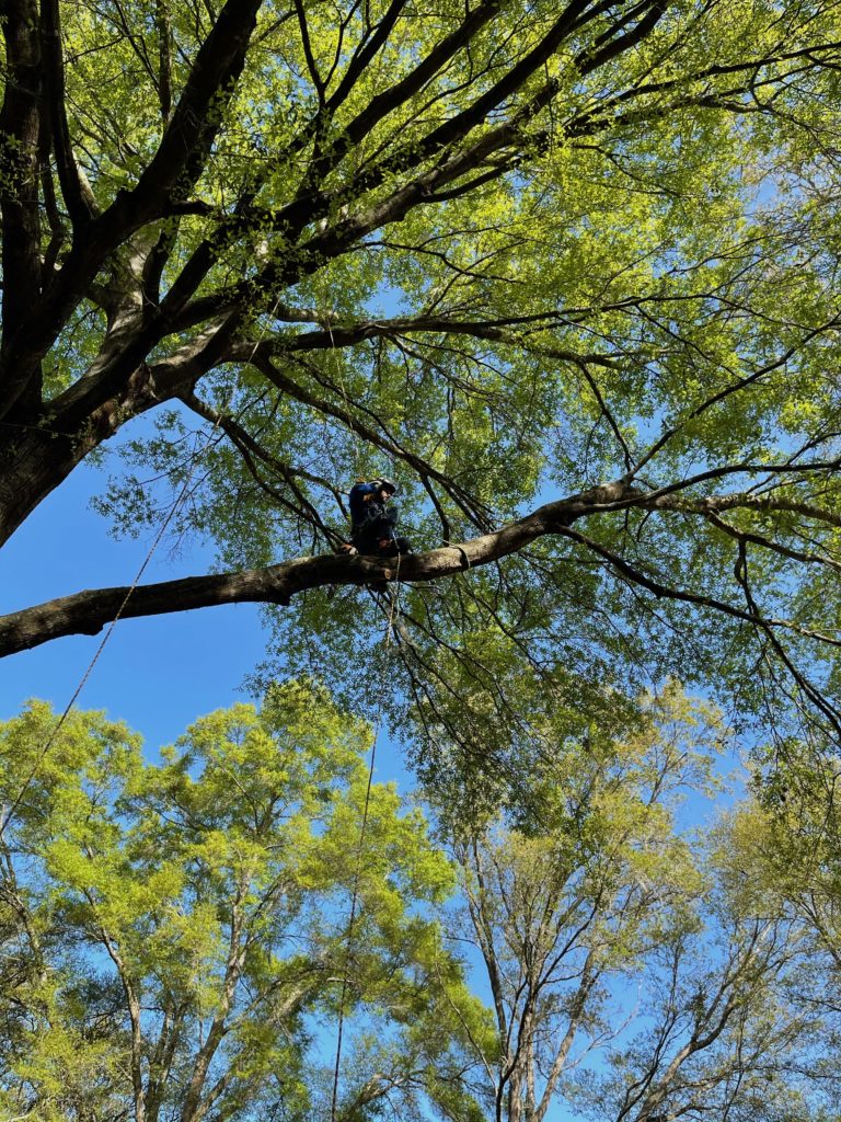 Man on a limb high up in a tree