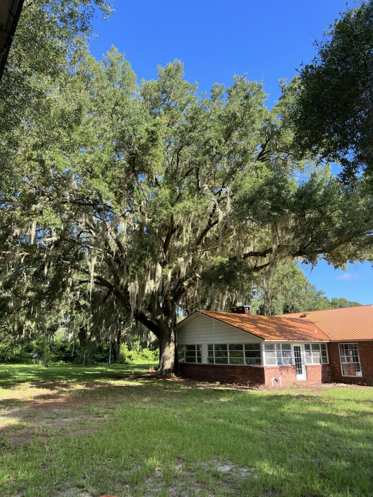 image of a large tree that has grown dangerously close to the side of a house