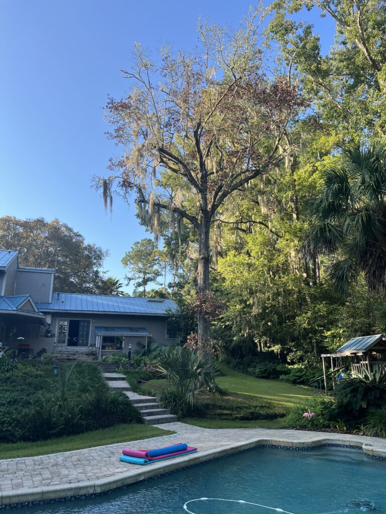 image of the back of a house with a large tree that has grown against it