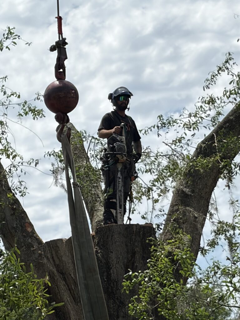 Tree worker in safety gear on a high branch with a chainsaw, next to a suspended heavy hook and ball used in tree removal.