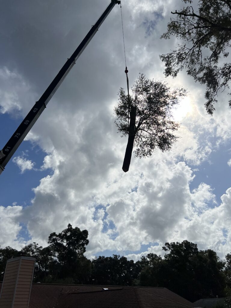Crane arm extending across the sky with a suspended tree trunk being lifted among treetops and houses below.