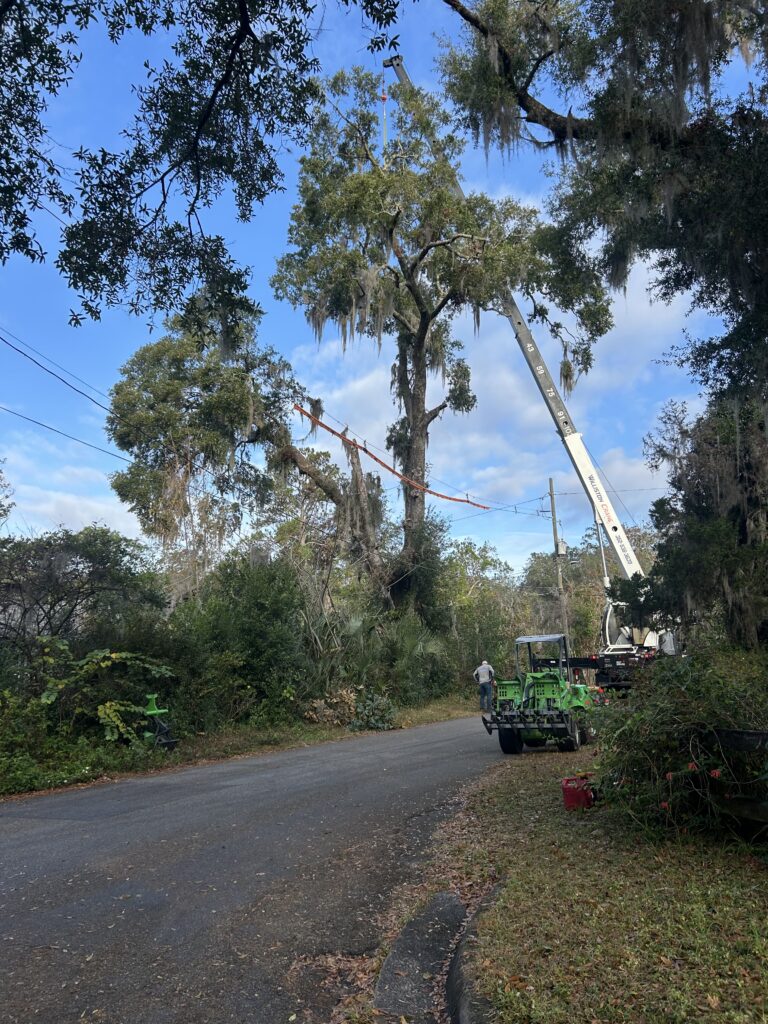 View of a crane on a paved road stretched out over power lines to a tree limb across the road.