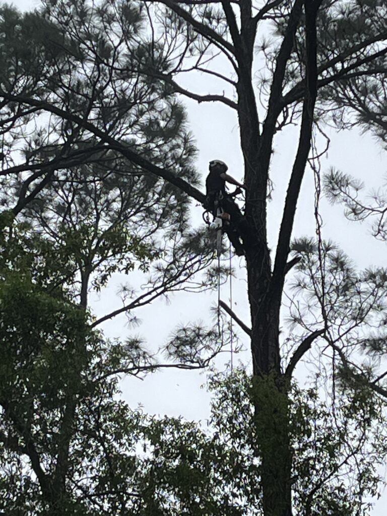 Climber wearing a helmet and harness ascending a tall tree with ropes among the branches.
