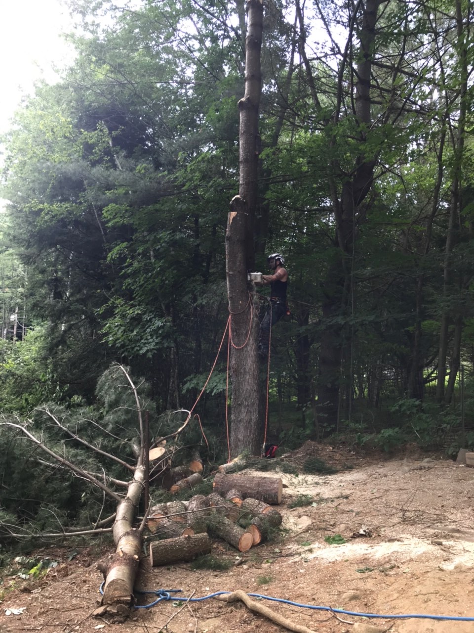 Arbor Care arborist working a tree removal in Gainesville, Florida