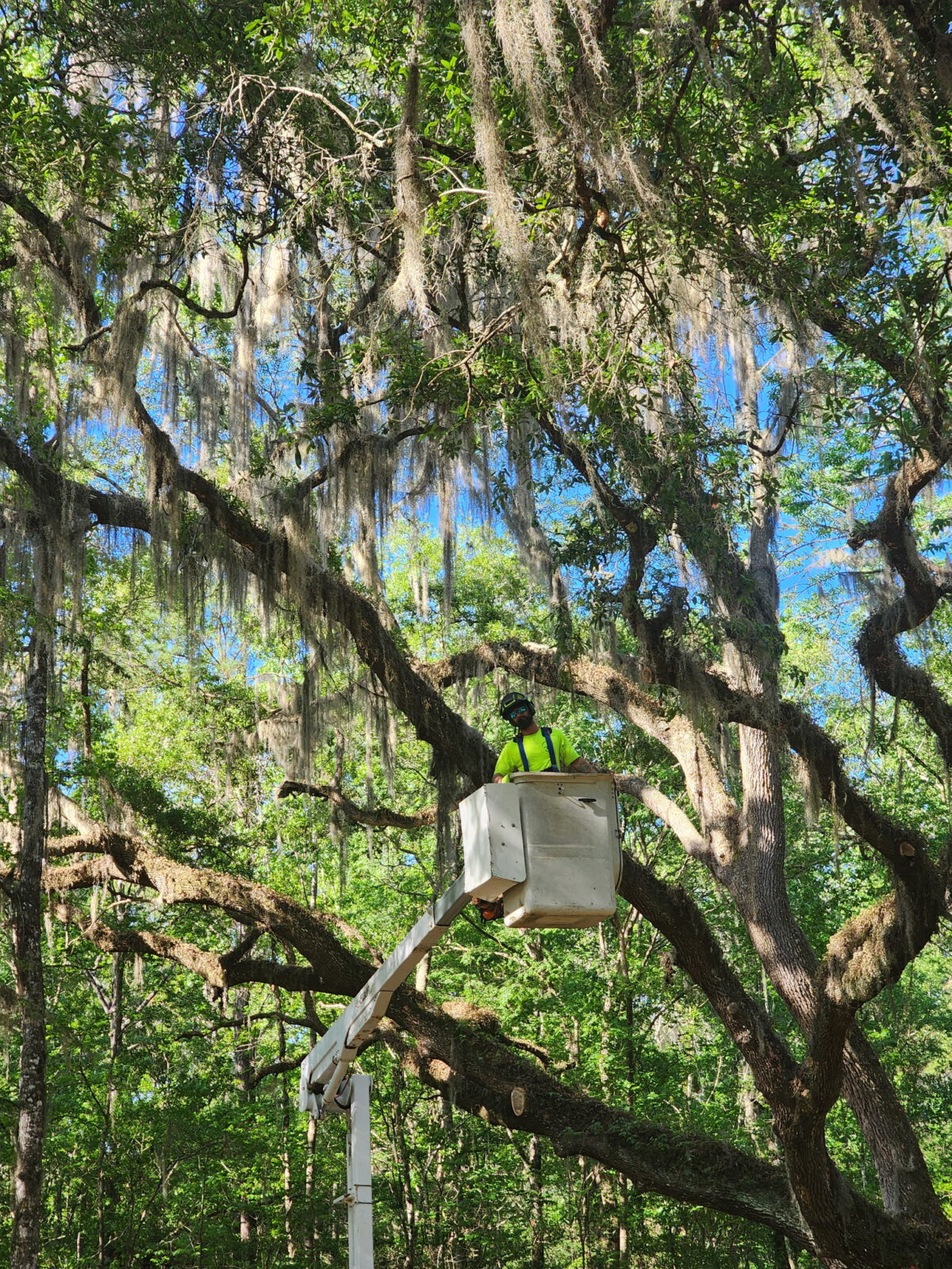 Close view of an arborist working from a lifted bucket inside the canopy