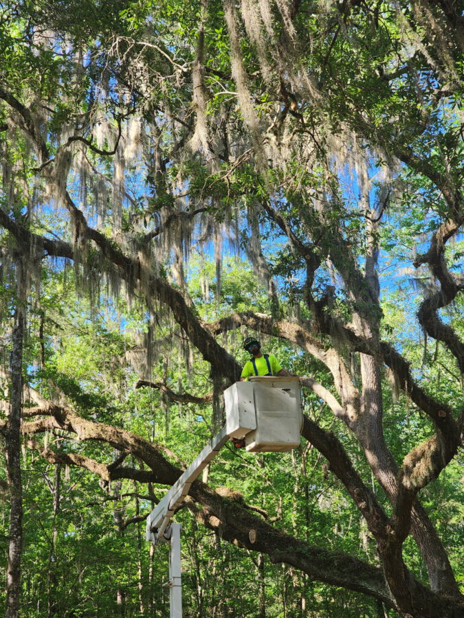 Close view of an arborist working from a lifted bucket inside the canopy