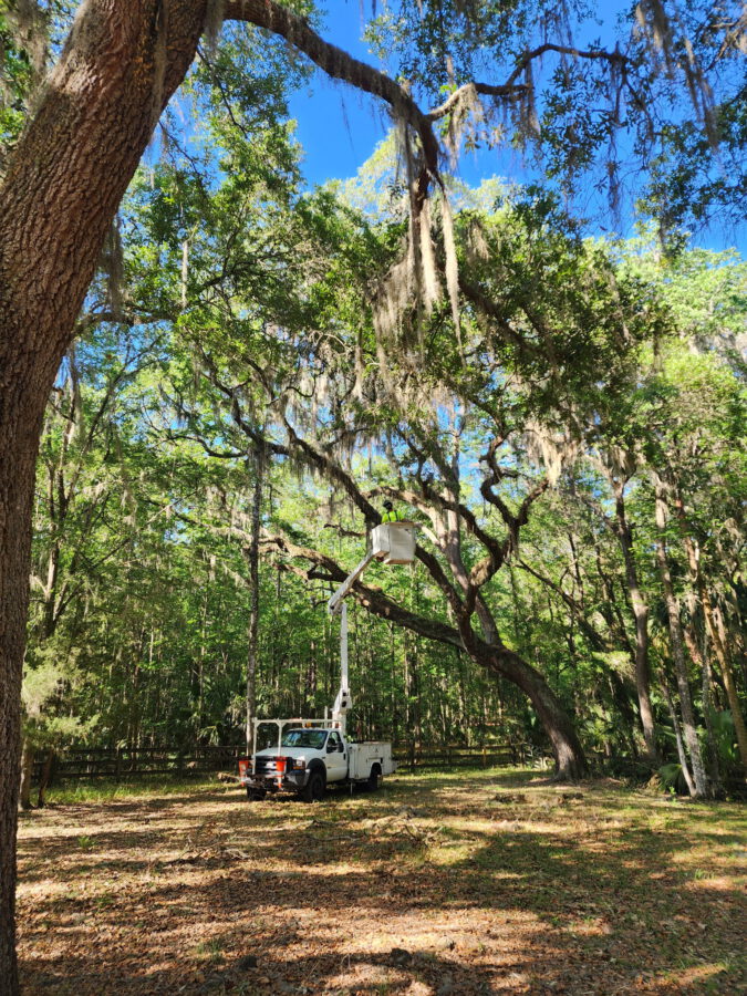 Bucket truck with the bucket raised into the canopy on a residential job