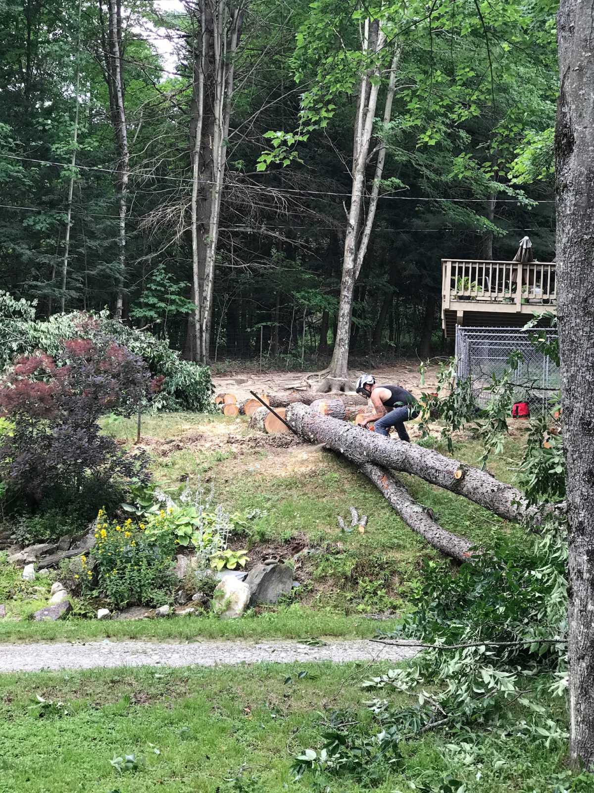 Cutting a felled tree into sections with a chainsaw
