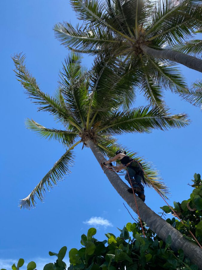 Arborist scaling a palm to prune the fronds