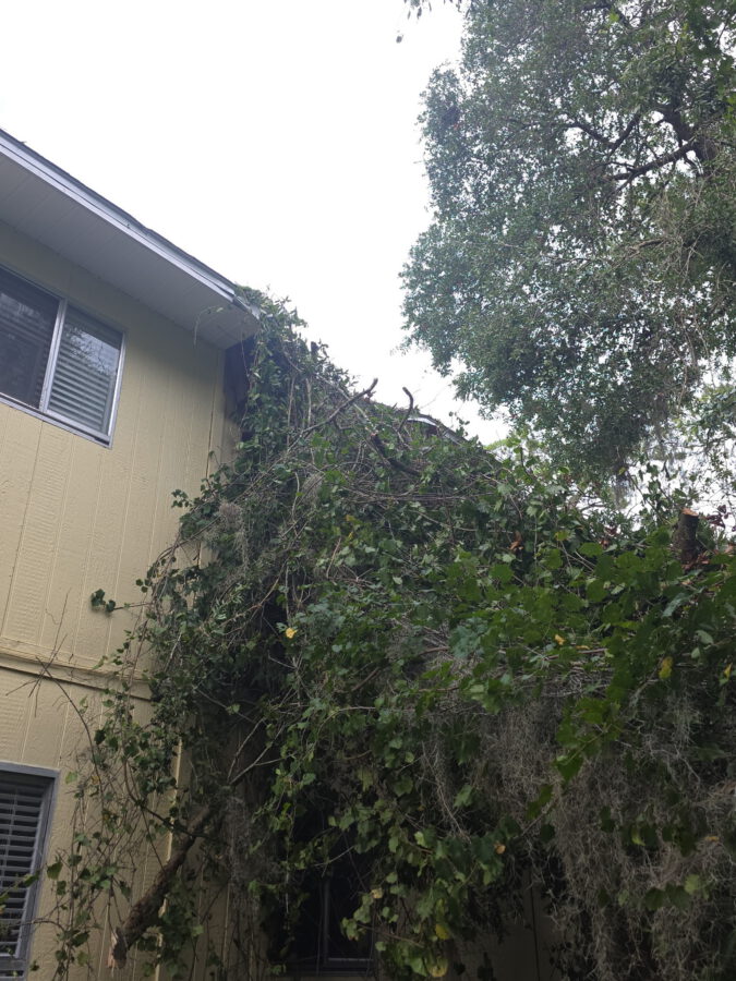 Full view of a storm-felled tree resting on the roof and side of a tan house