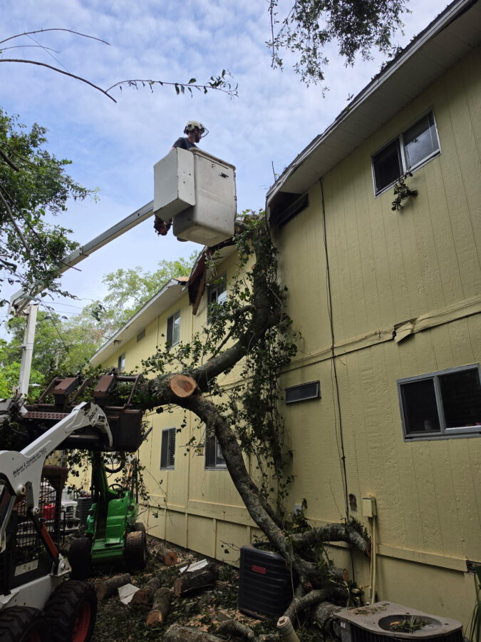 Wide view of the fallen tree and the damage it caused to the house