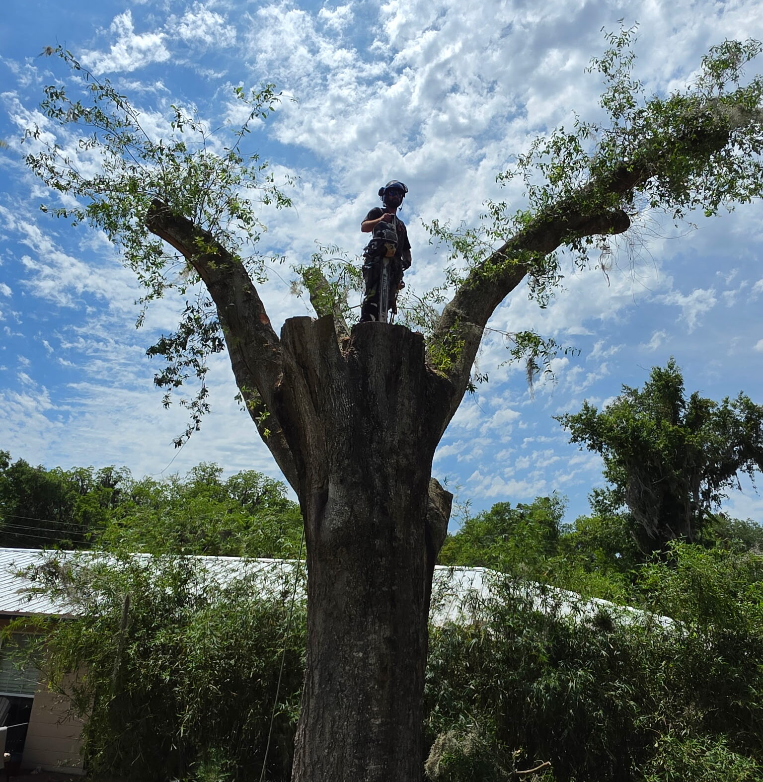 Arborist standing on a tall cut stump with the house only feet away