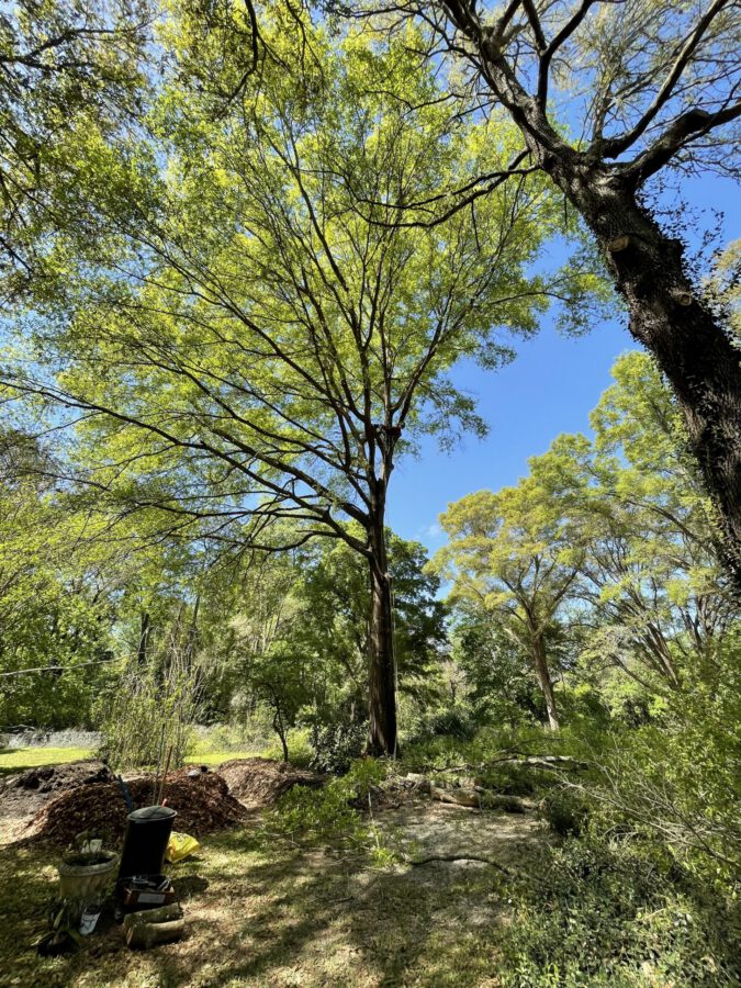 Arborist tethered in on a limb high off the ground