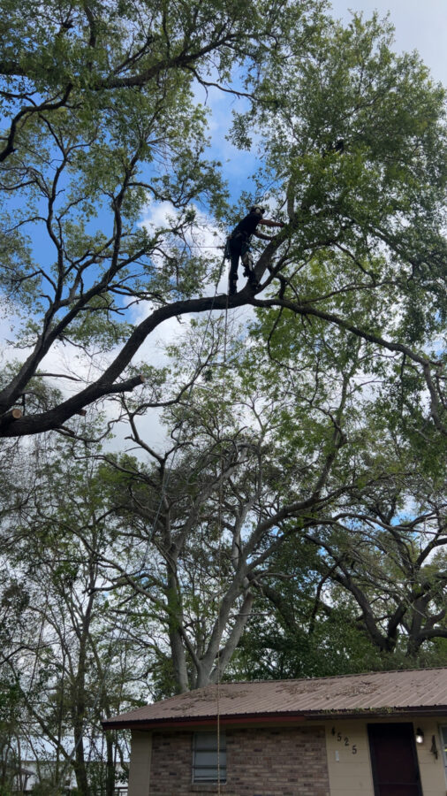 Arborist walking out along a limb high above the ground
